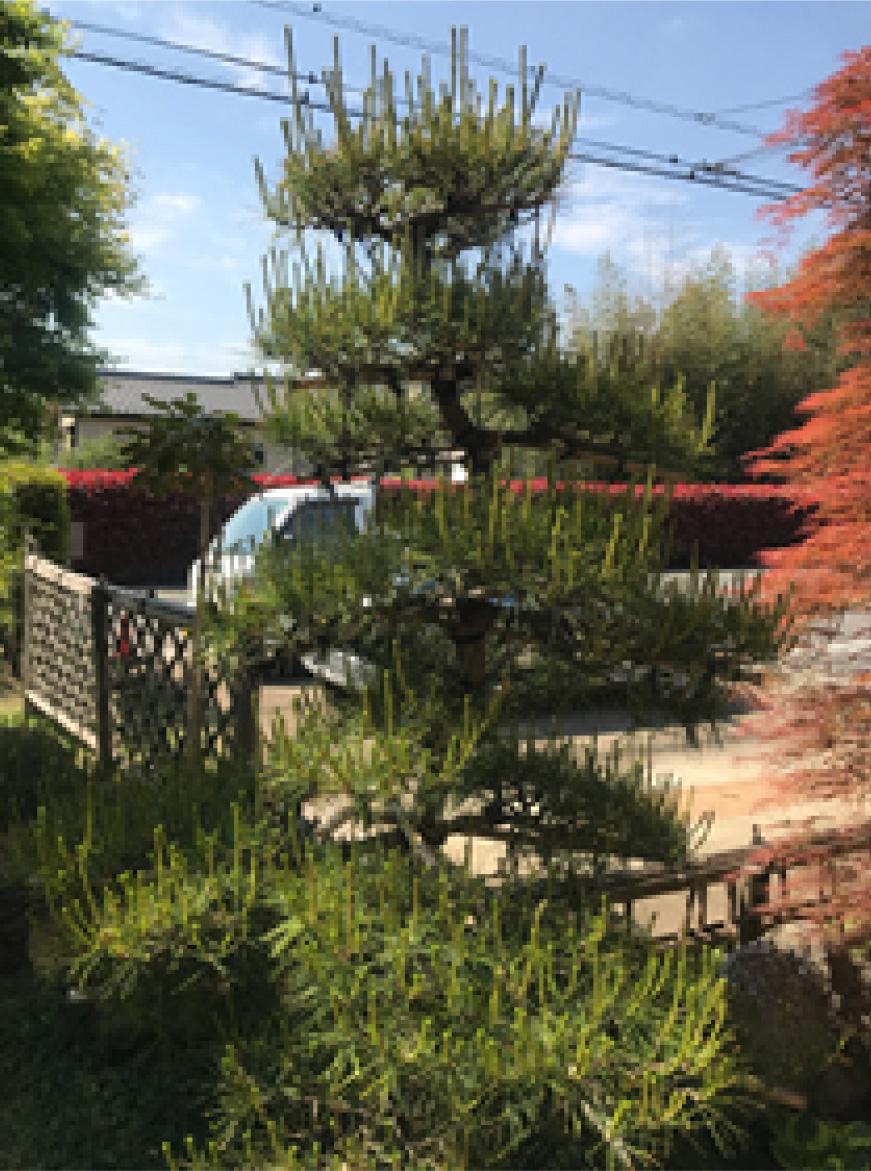 松の剪定before