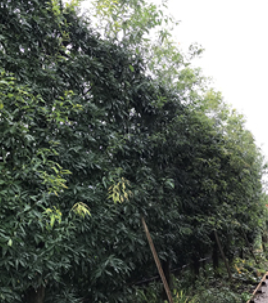 生垣の剪定before