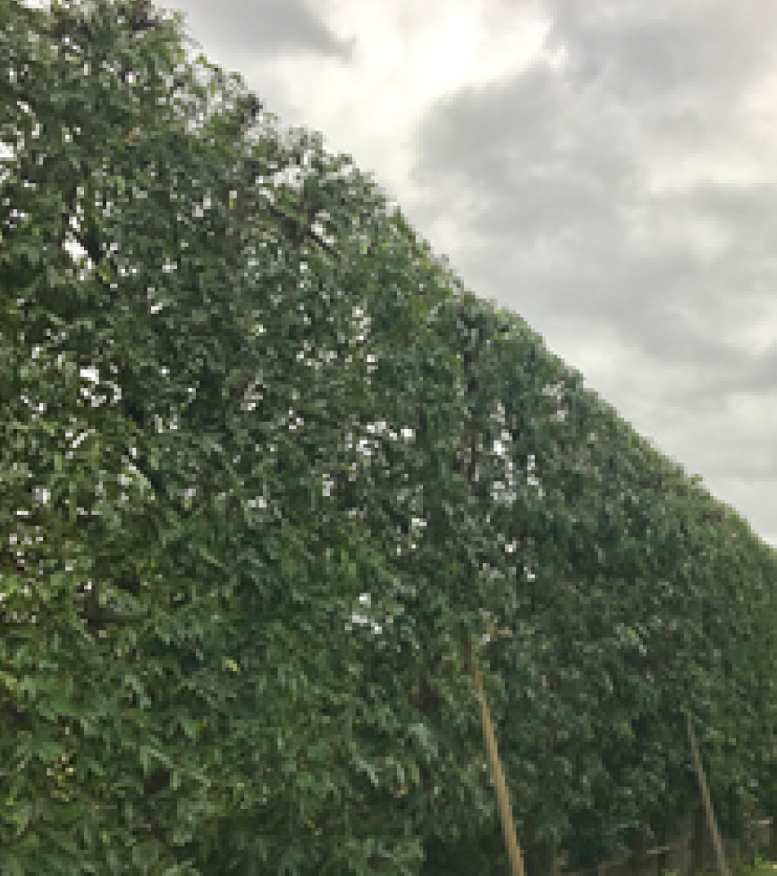 生垣の剪定after