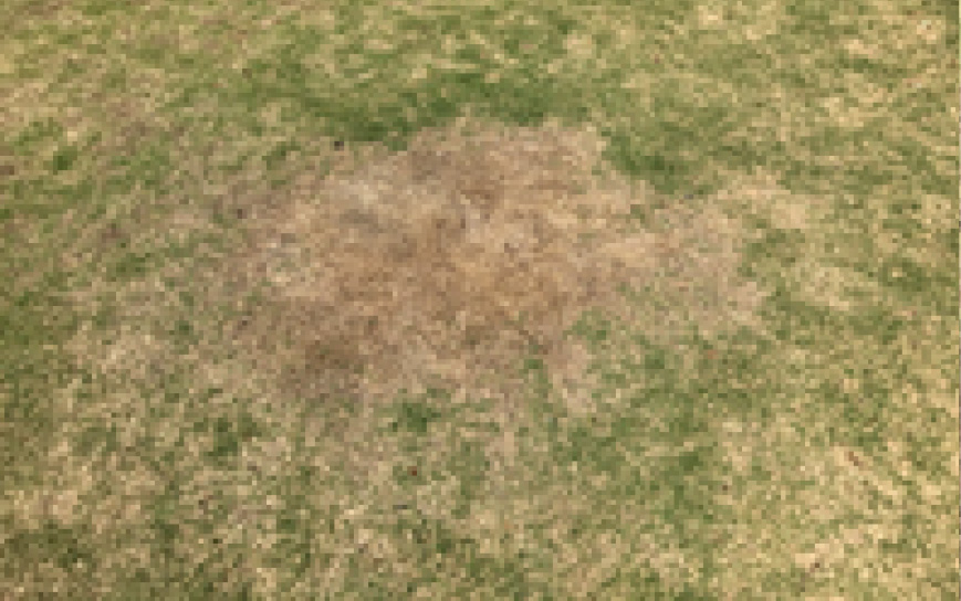 芝生の目地埋めbefore