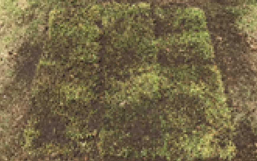 芝生の目地埋めafter